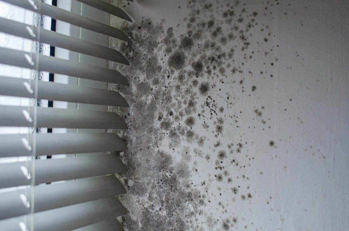 Mold remediation service in Saratoga County for black mold removal and indoor air quality restoration