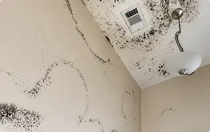 Mold Remediation