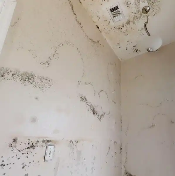 Mold-Remediation