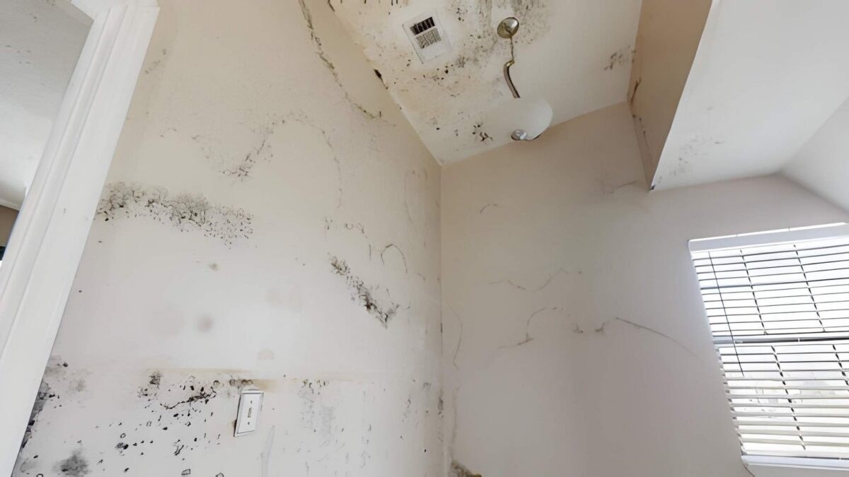 mold remediation