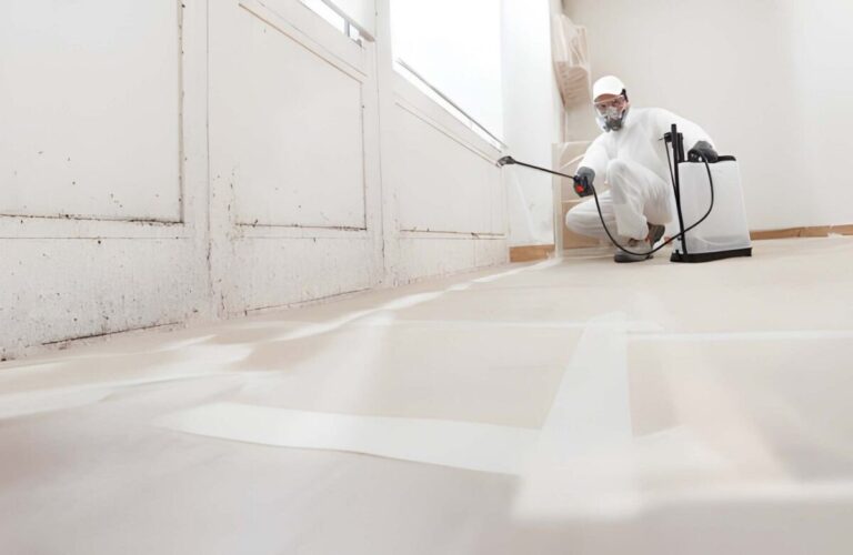 Mold Remediation Cost Guide: Average Prices and What Affects the Cost